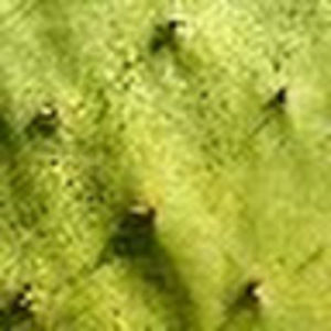 Meet your Posher, Isabel